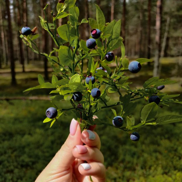 Заготовка сырья